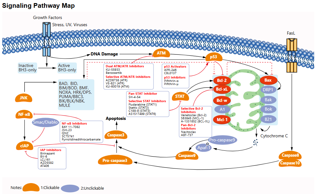 Intrinsic Apoptosis Signaling Pathway