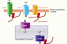 The CiPA ion channel panel on the cardiomyocyte membrane